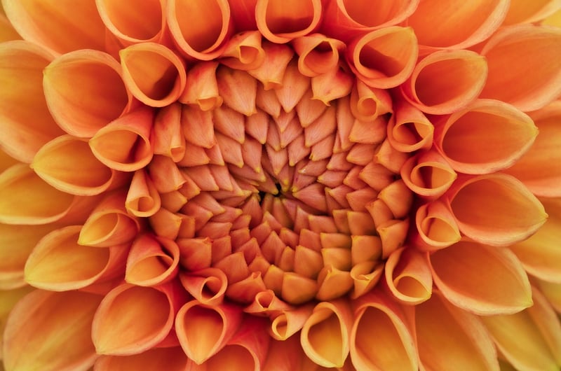 Vintage Floral Pattern